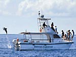 Whalewatching vor Faial
