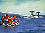 Whalewatching vor Pico